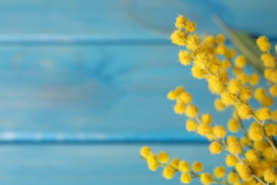Photo of Beautiful mimosa flowers on light blue background, closeup. Space for text