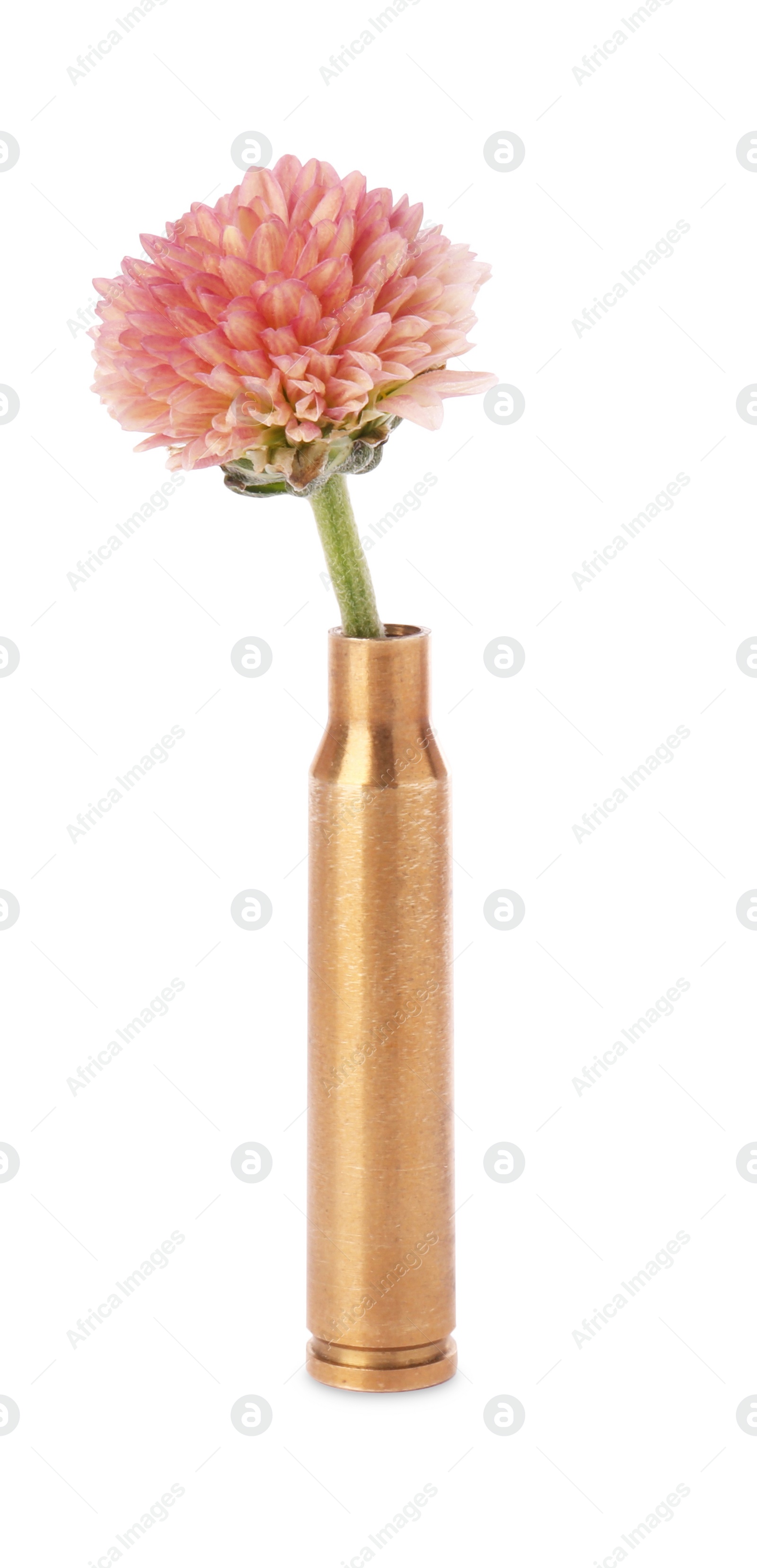 Photo of Beautiful flower in bullet case isolated on white