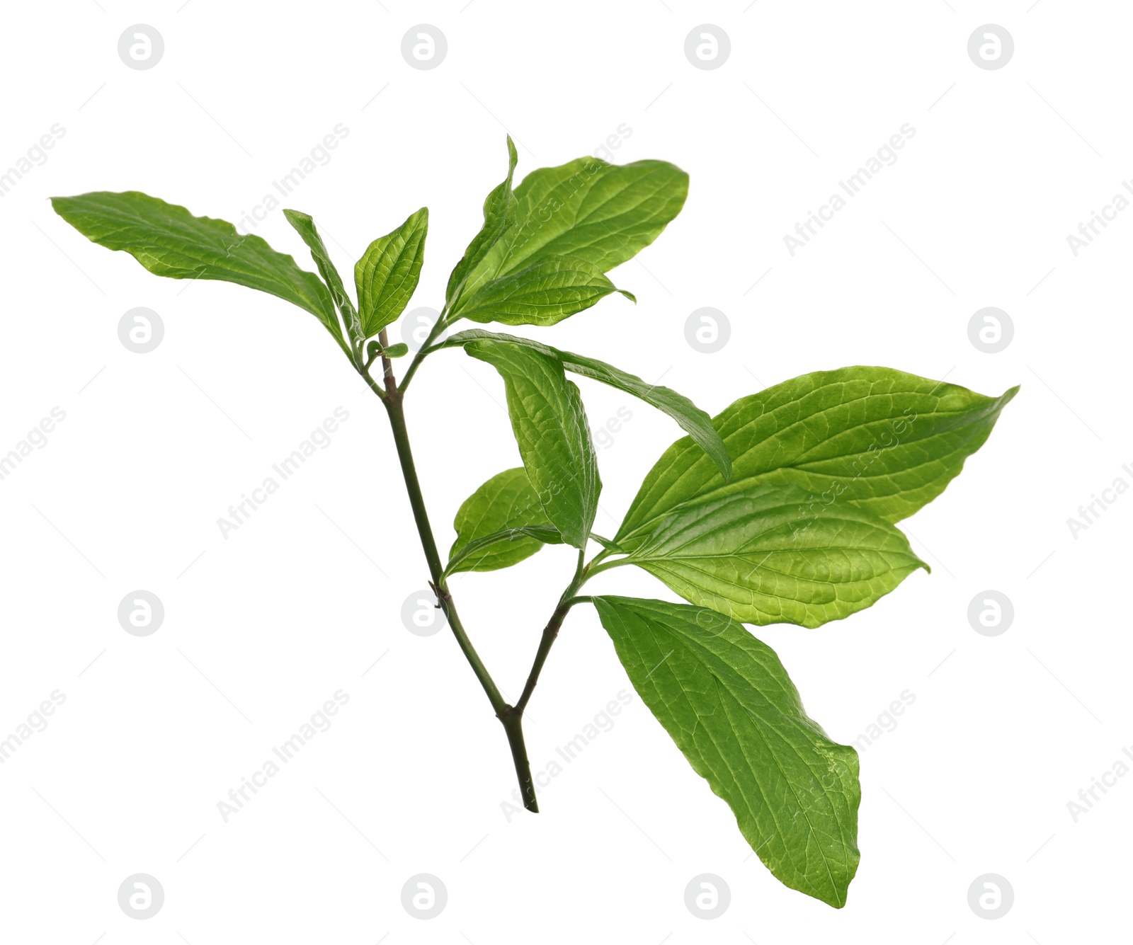 Photo of Branch with green leaves on white background