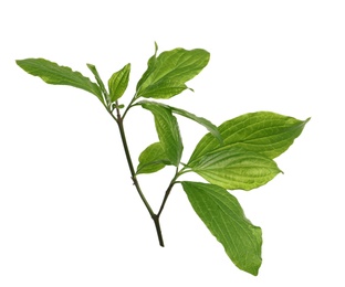 Photo of Branch with green leaves on white background