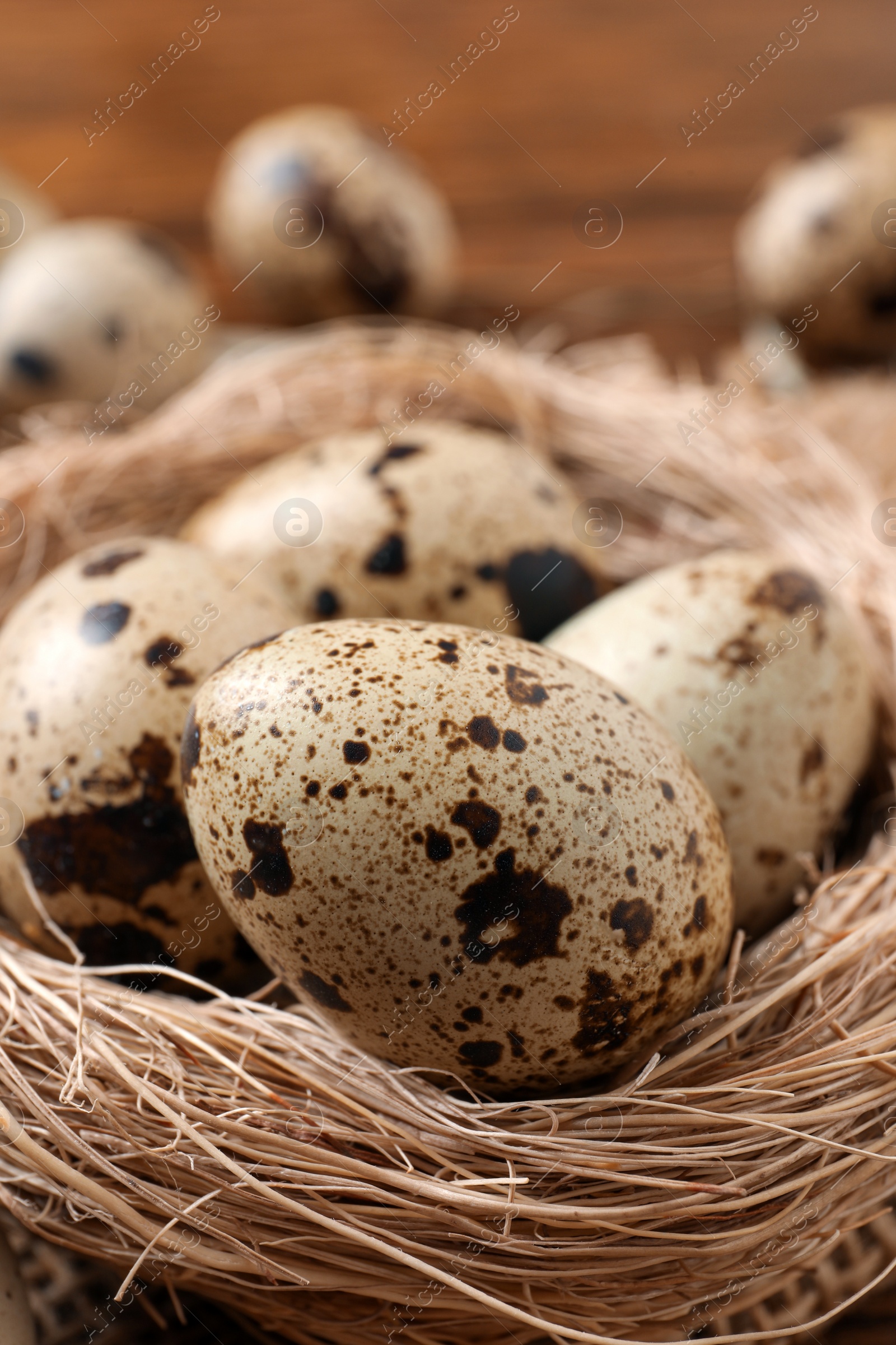 Photo of Nest with quail eggs on table, closeup