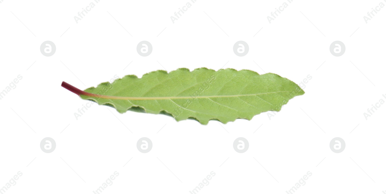 Photo of One fresh bay leaf isolated on white