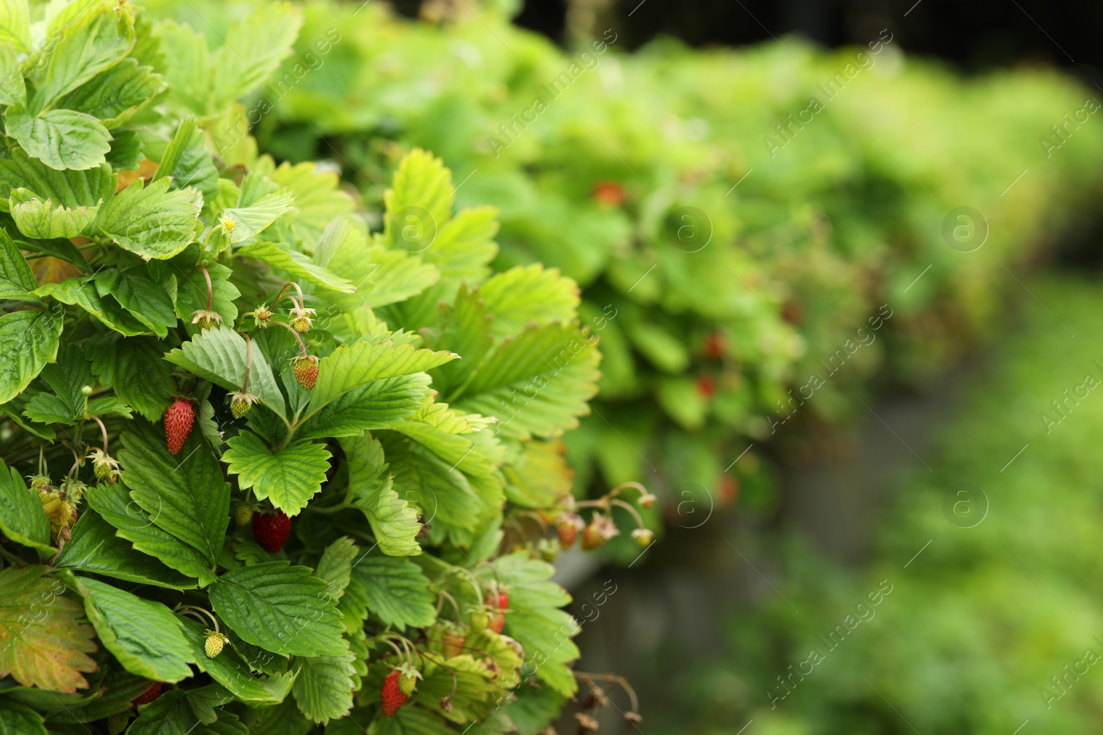 Photo of Wild strawberry bushes with berries growing on farm, space for text