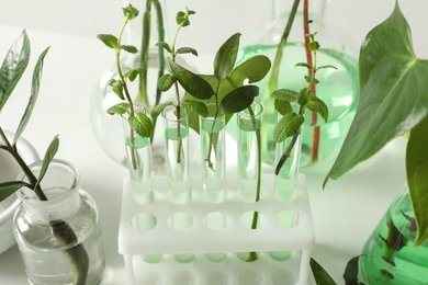 Photo of Laboratory glassware with plants on white background, closeup. Chemistry concept