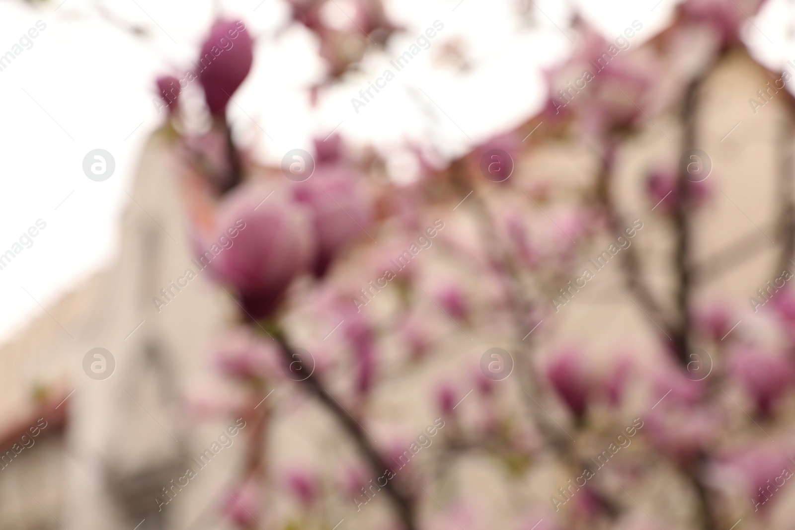 Photo of Blurred view of beautiful magnolia tree with pink blossom outdoors. Bokeh effect