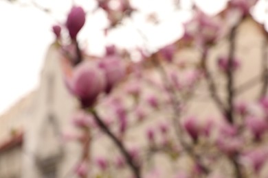 Photo of Blurred view of beautiful magnolia tree with pink blossom outdoors. Bokeh effect