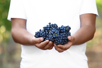 Photo of Man holding bunches of fresh ripe juicy grapes outdoors, closeup