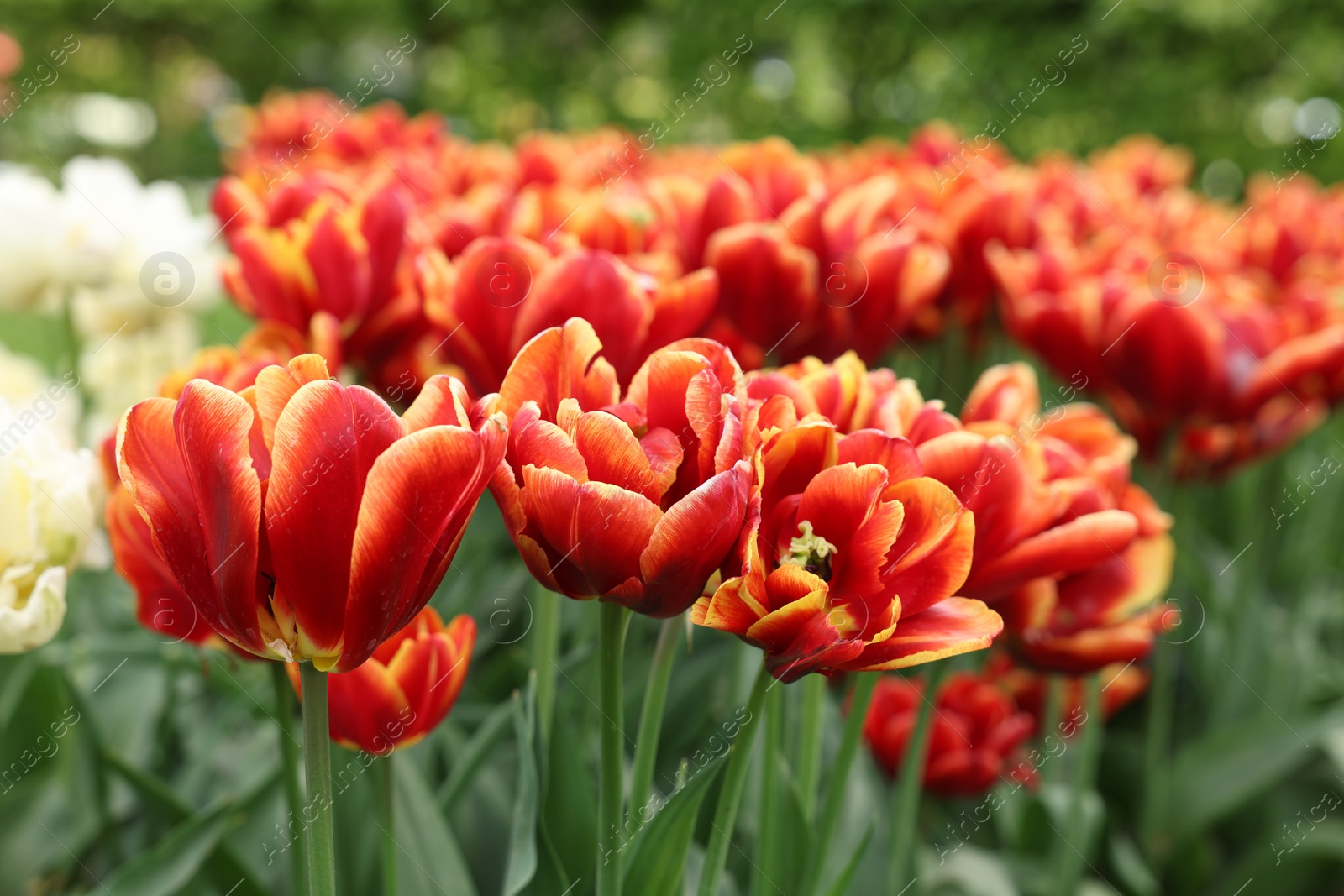 Photo of Many beautiful tulips growing outdoors, closeup. Spring season