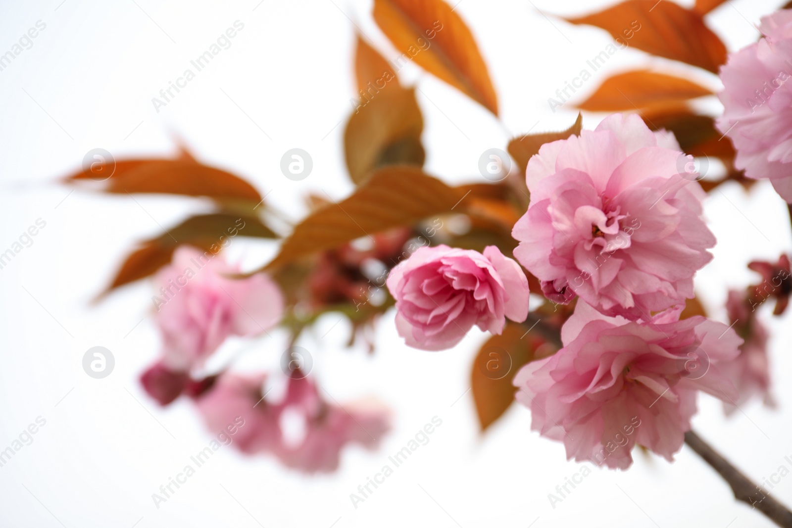 Photo of Closeup view of blossoming pink sakura tree outdoors