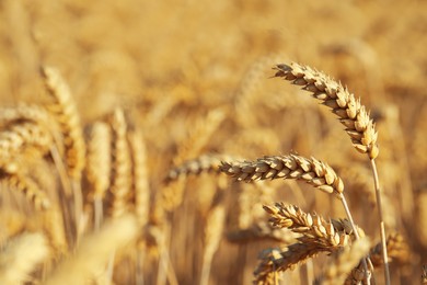 Photo of Ears of wheat in field, closeup. Space for text