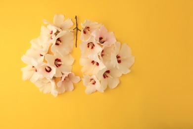 Human lungs made of white flowers on yellow background, flat lay. Space for text