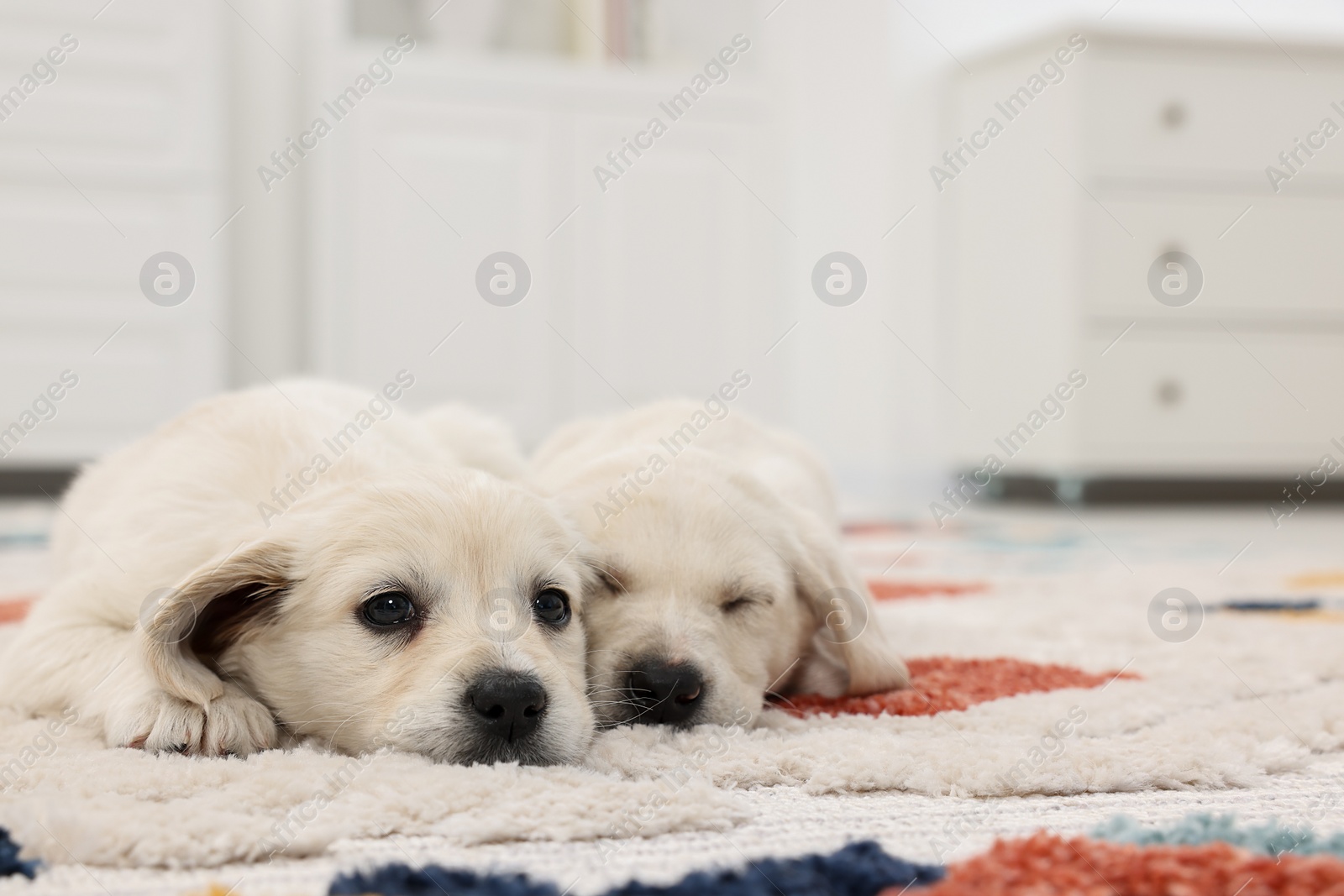Photo of Cute little puppies lying on carpet at home. Space for text