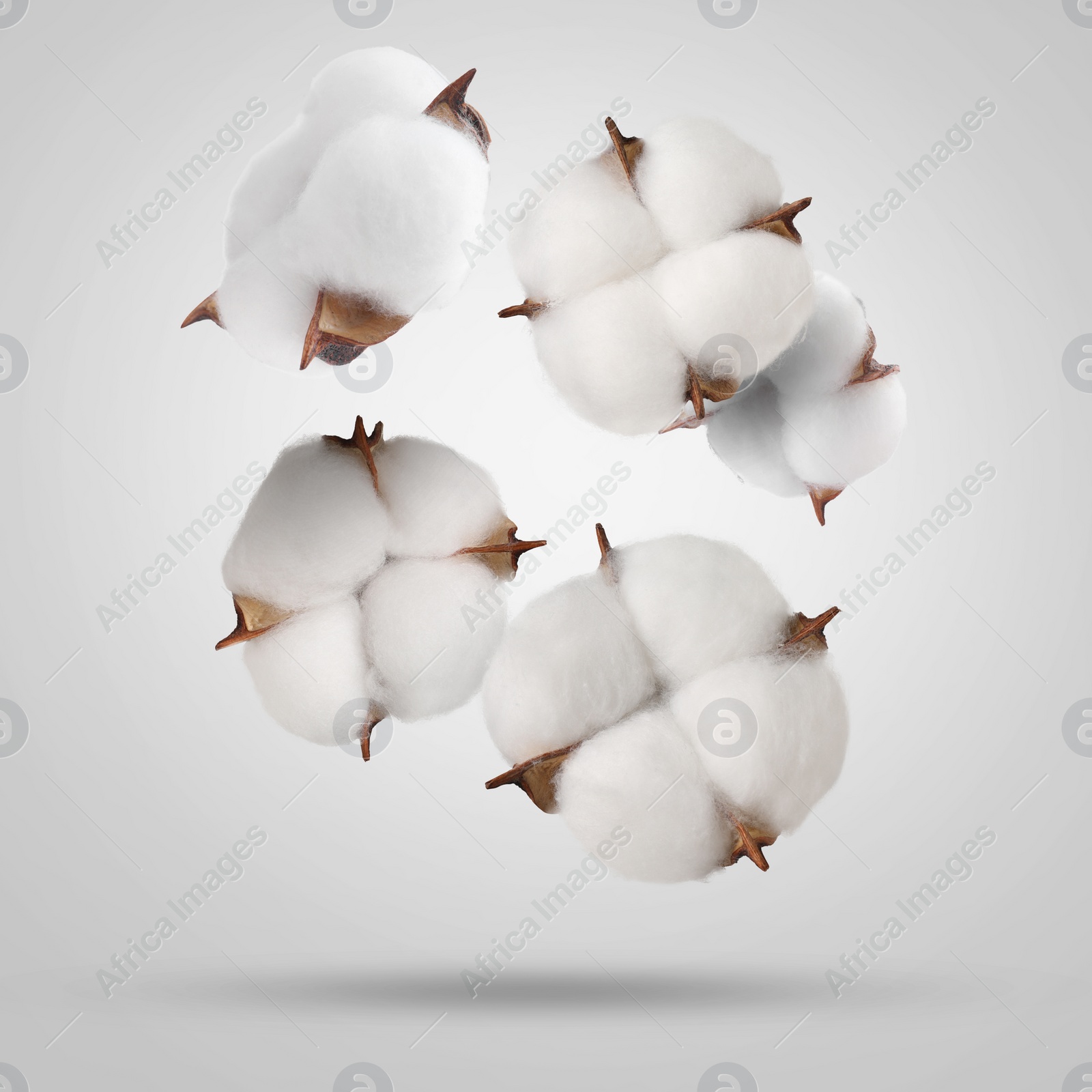 Image of Beautiful cotton flowers falling on grey background