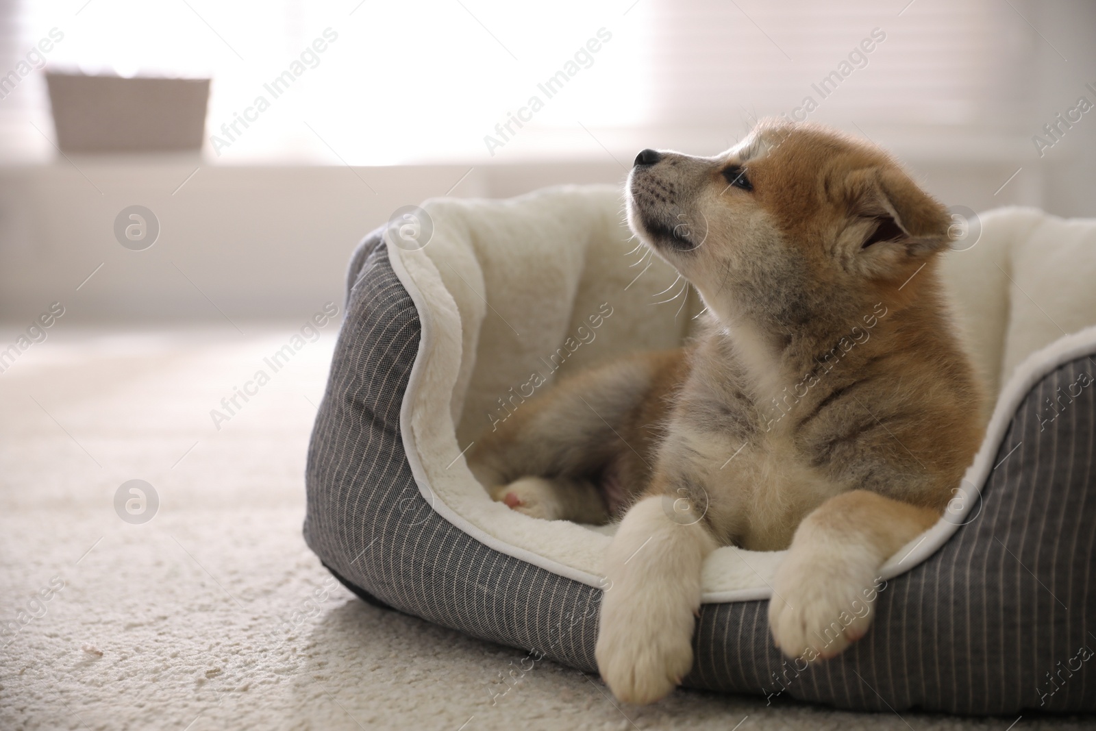 Photo of Adorable Akita Inu puppy in dog bed indoors