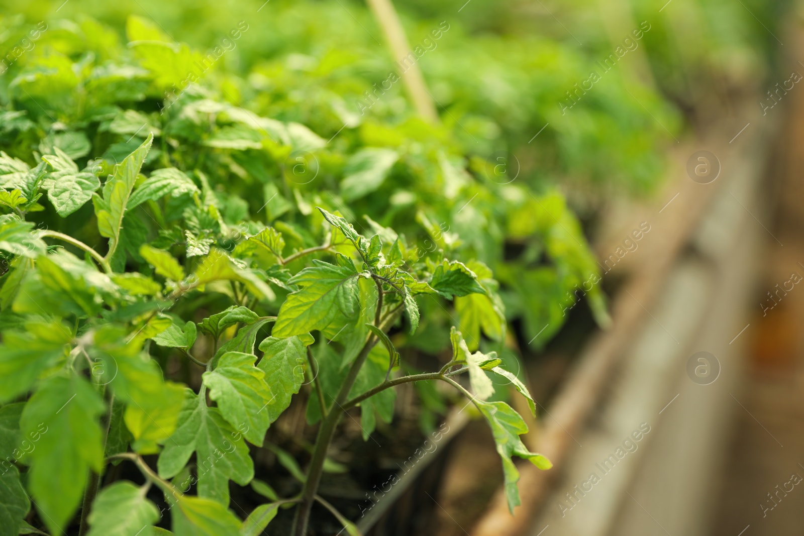 Photo of Closeup view of green tomato seedlings in greenhouse