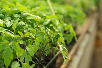 Photo of Closeup view of green tomato seedlings in greenhouse