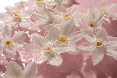 Photo of Beautiful daffodils in water on pink background, closeup