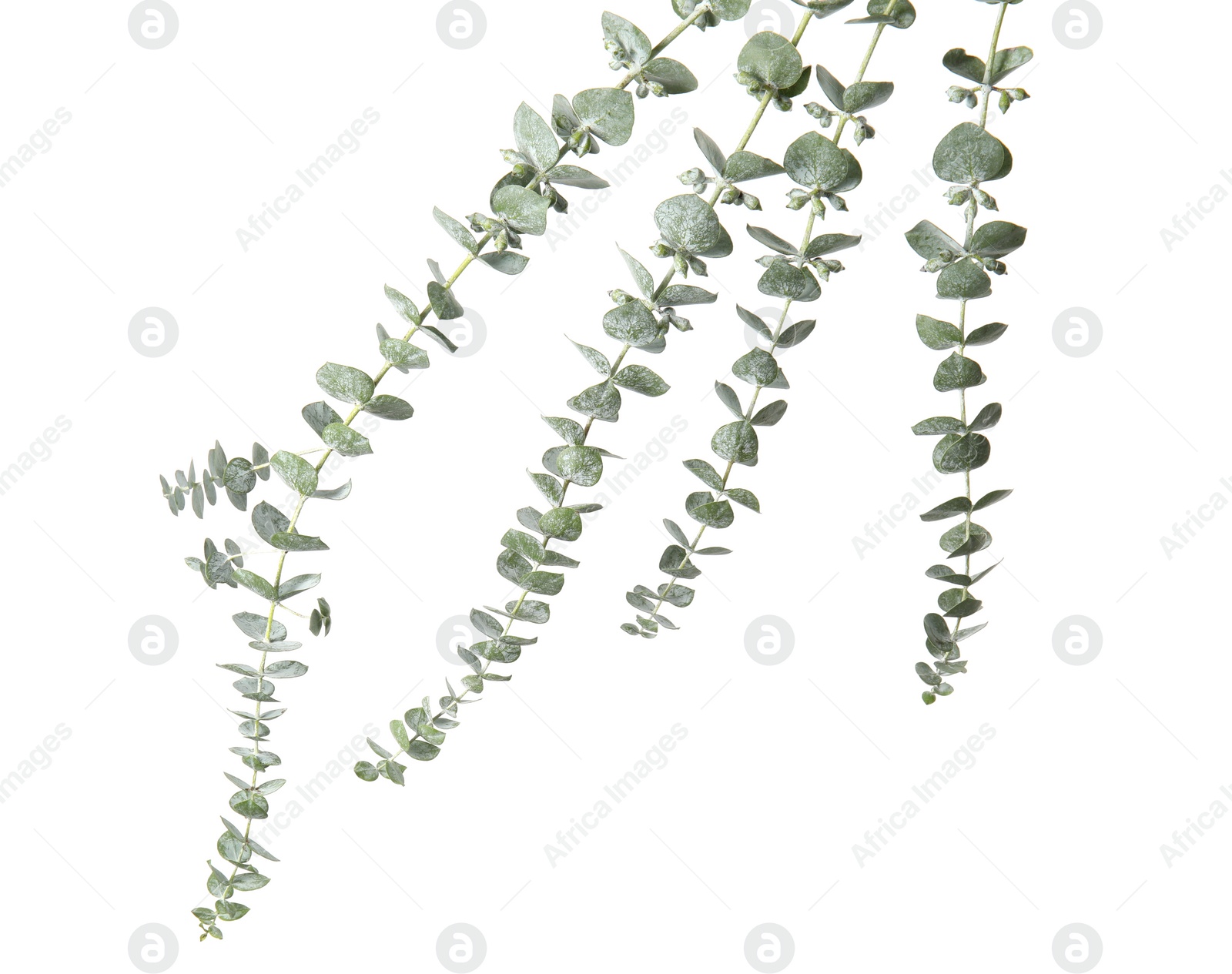 Photo of Eucalyptus branches with fresh green leaves on white background