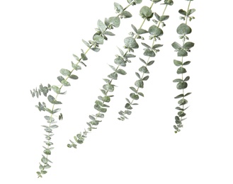 Photo of Eucalyptus branches with fresh green leaves on white background