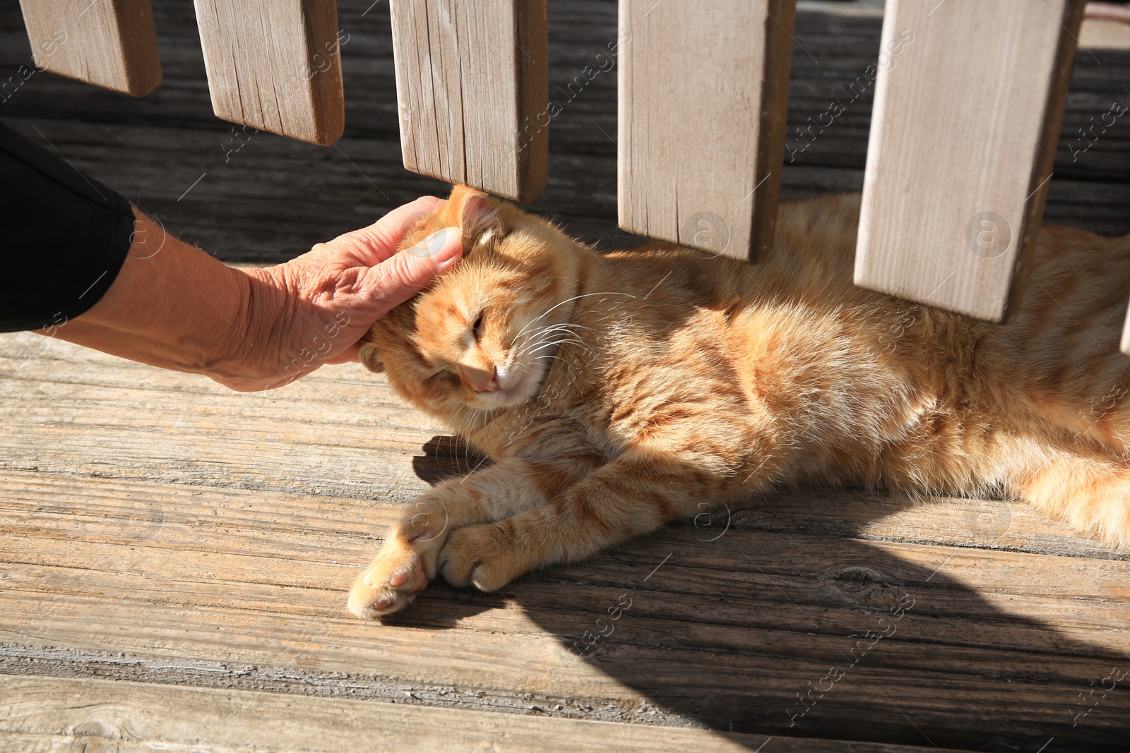 Photo of Woman stroking stray cat outdoors, closeup. Homeless animal