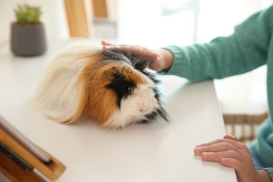 Photo of Little child with guinea pig at white table indoors, closeup. Lovely pet