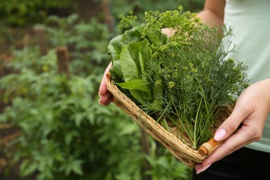 Woman holding wicker basket with fresh green herbs outdoors, closeup