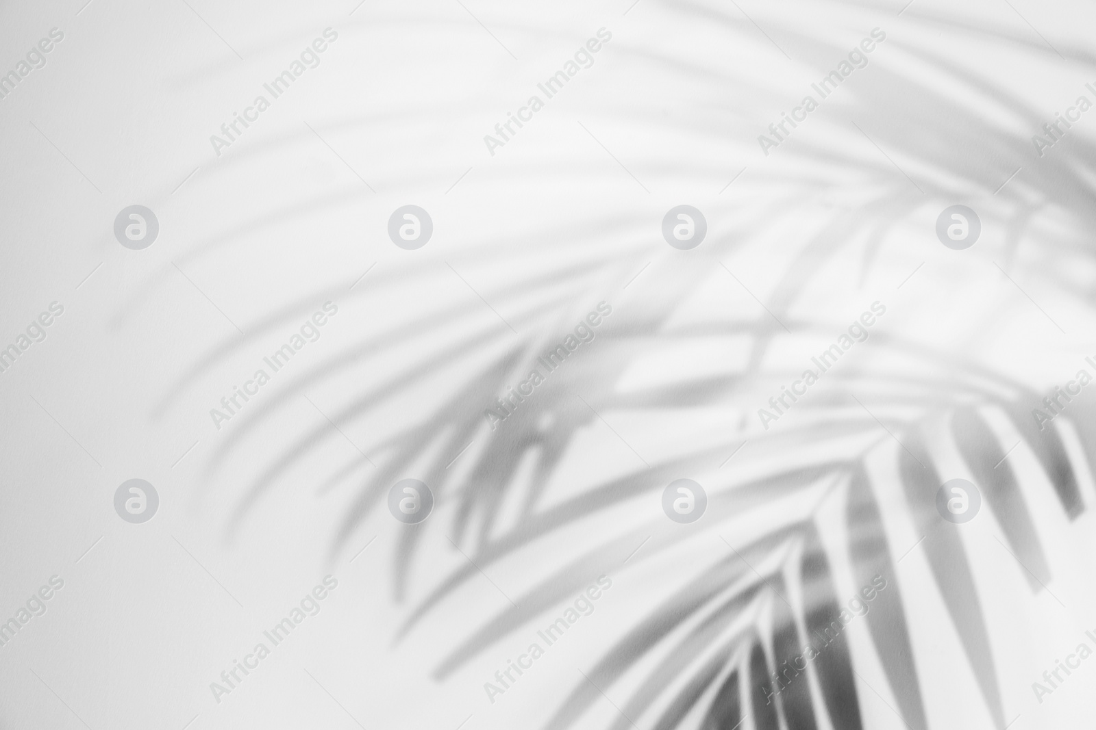 Photo of Shadow of tropical plant branches on light background