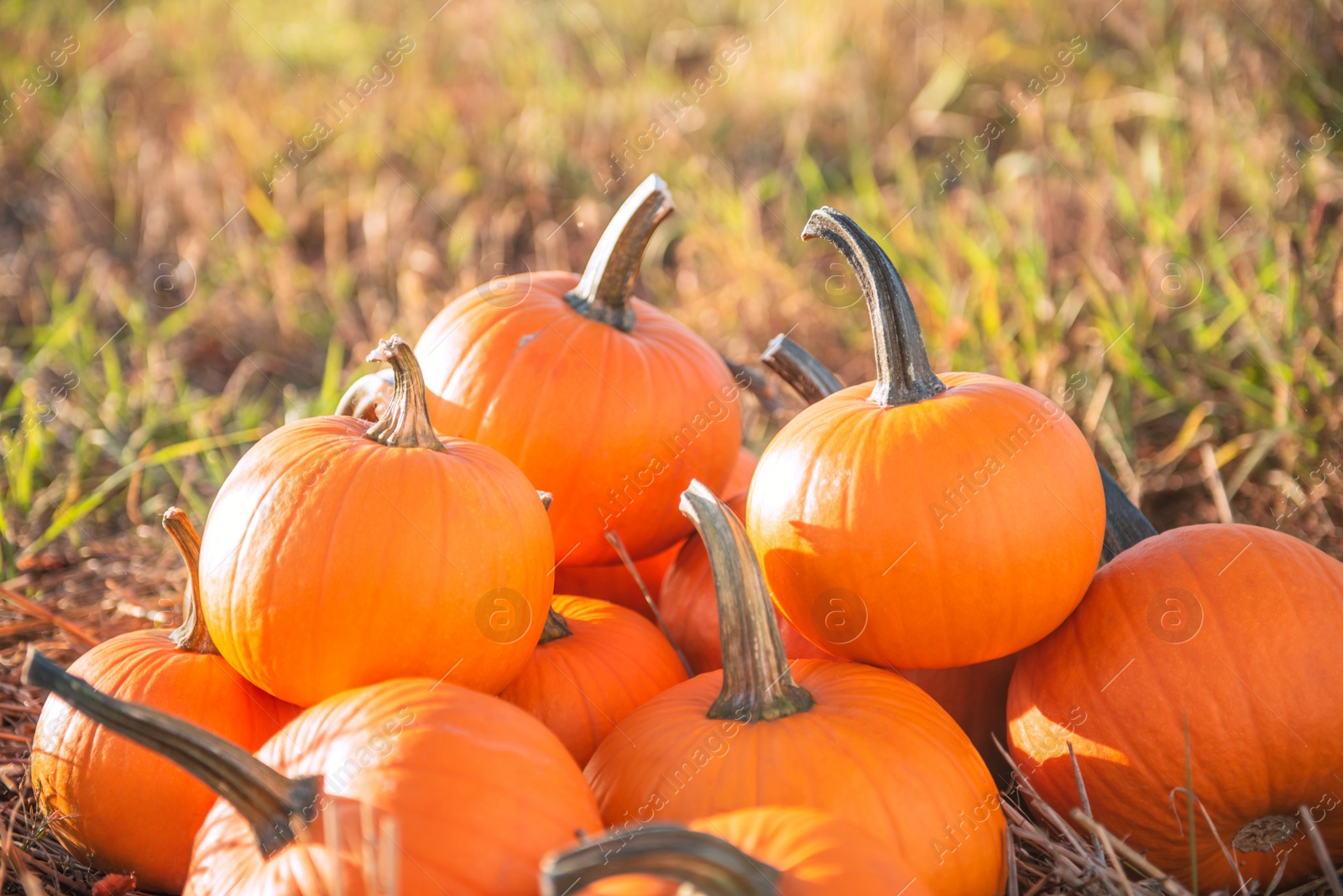 Photo of Many ripe orange pumpkins in field outdoors