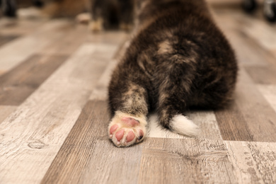 Photo of Akita inu puppy on wooden floor, closeup view of paw. Cute dog