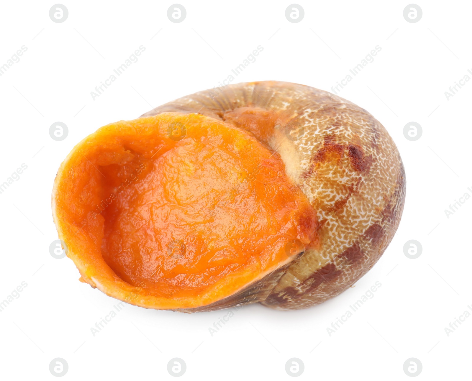 Photo of One delicious cooked snail isolated on white