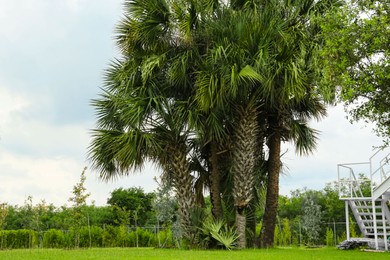 Tropical palm trees with beautiful green leaves outdoors