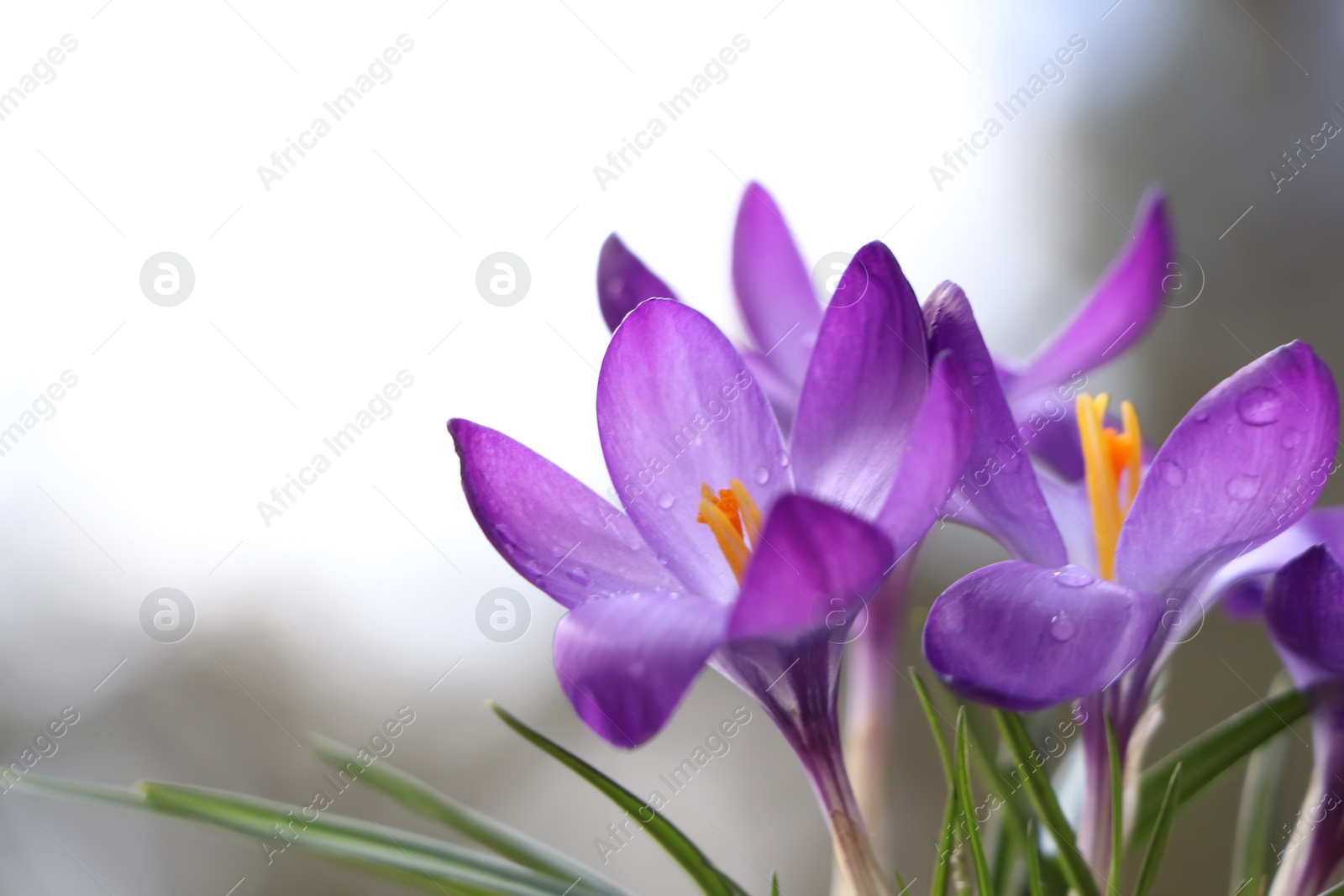 Photo of Fresh purple crocus flowers growing on blurred background