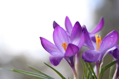 Fresh purple crocus flowers growing on blurred background