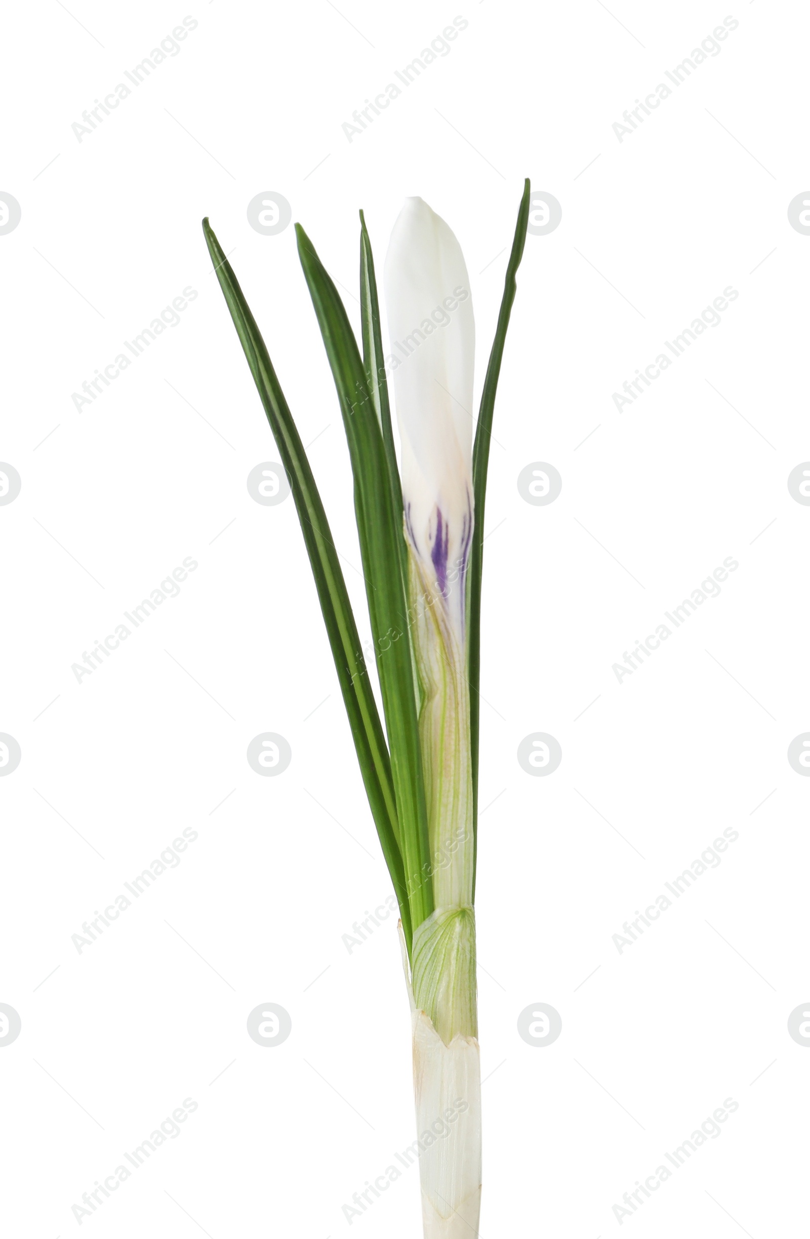 Photo of Beautiful crocus flower isolated on white. Spring season