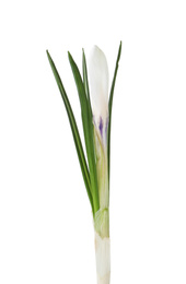 Photo of Beautiful crocus flower isolated on white. Spring season