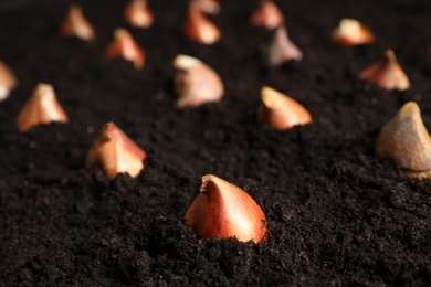 Photo of Many tulip bulbs planted in soil, closeup