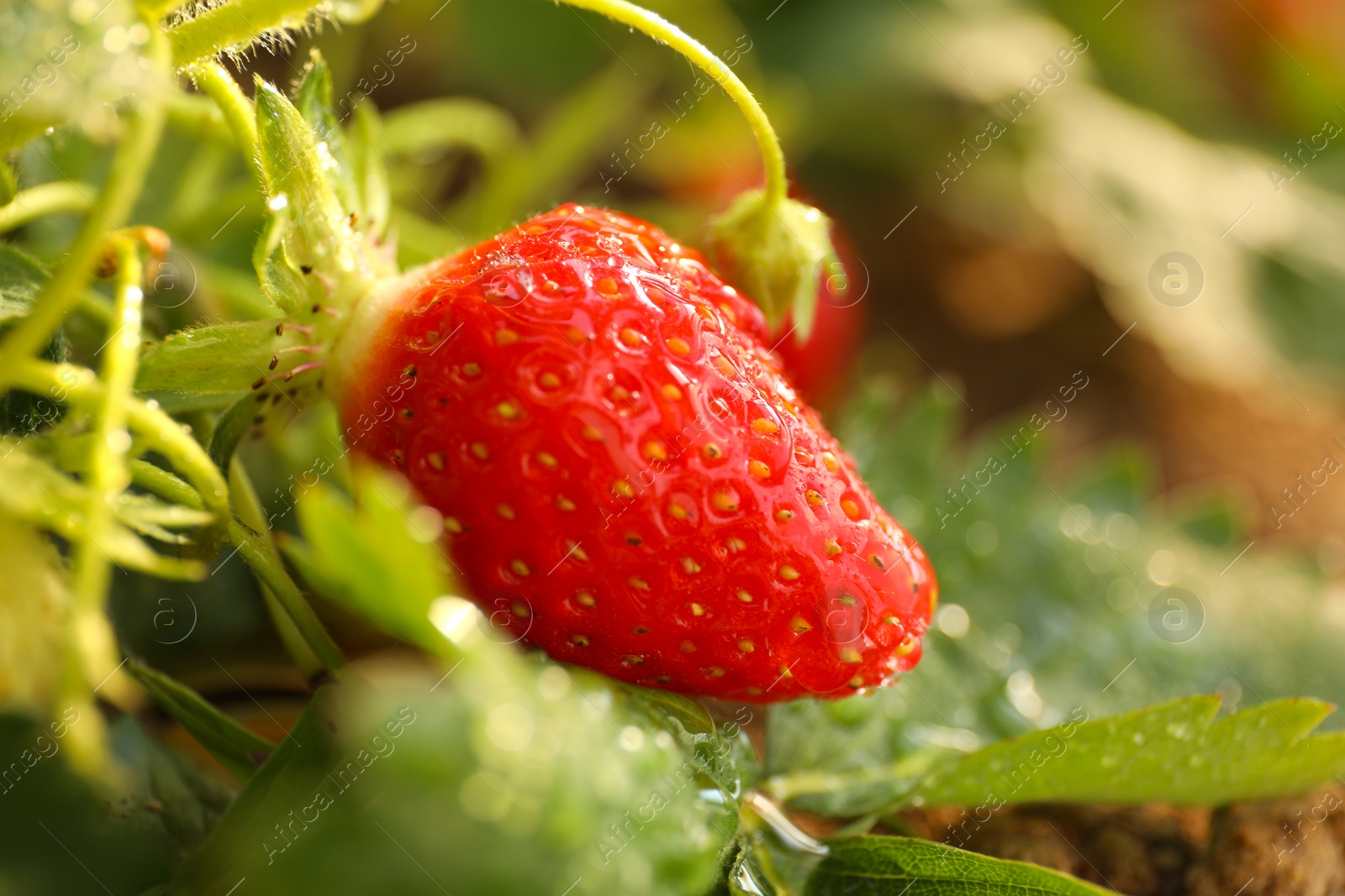 Photo of Strawberry plant with ripe berry on blurred background, closeup