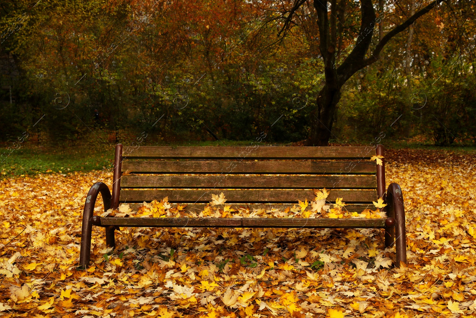 Photo of Wooden bench and fallen yellowed leaves in park