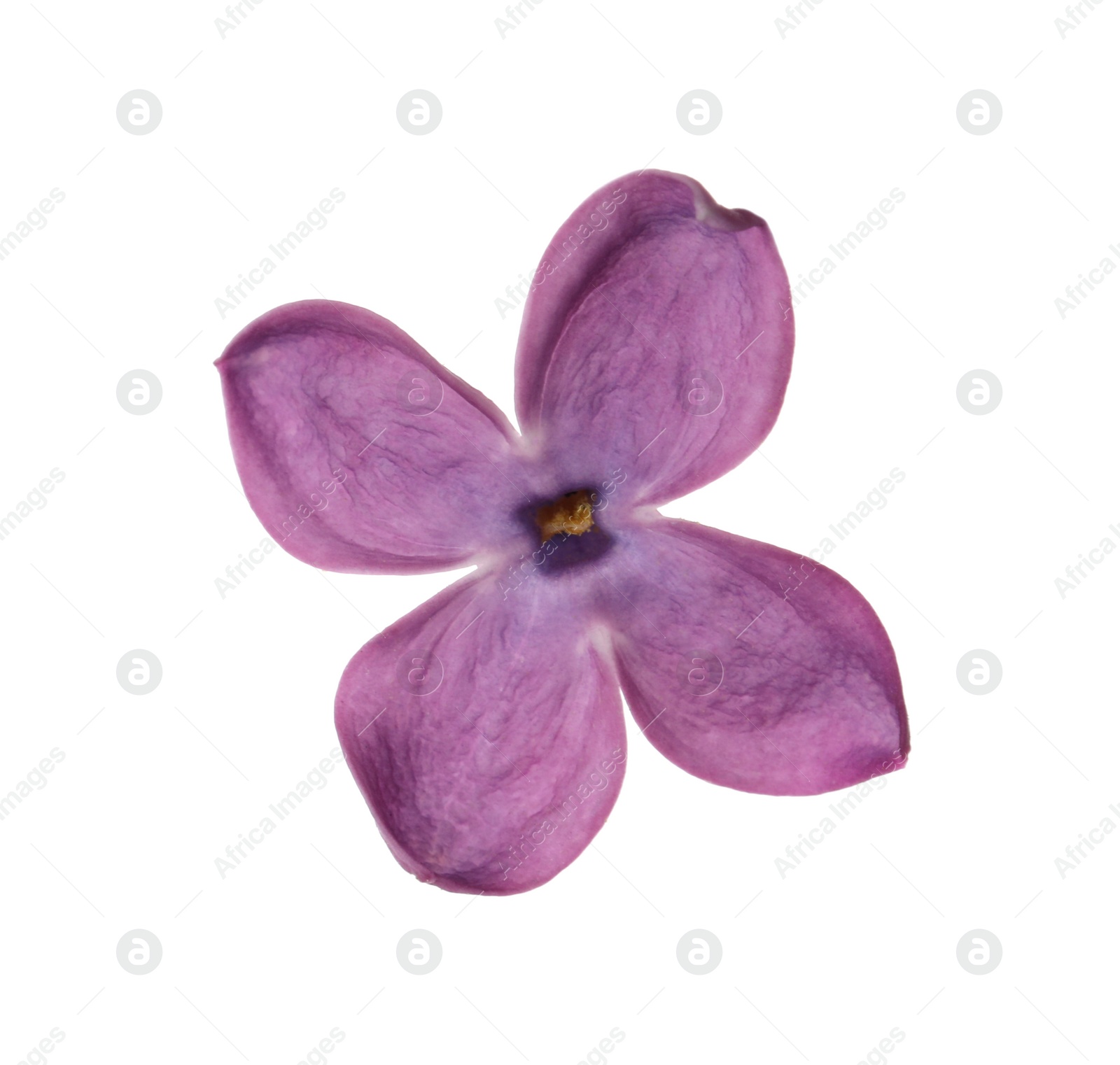 Photo of Beautiful purple lilac blossom isolated on white