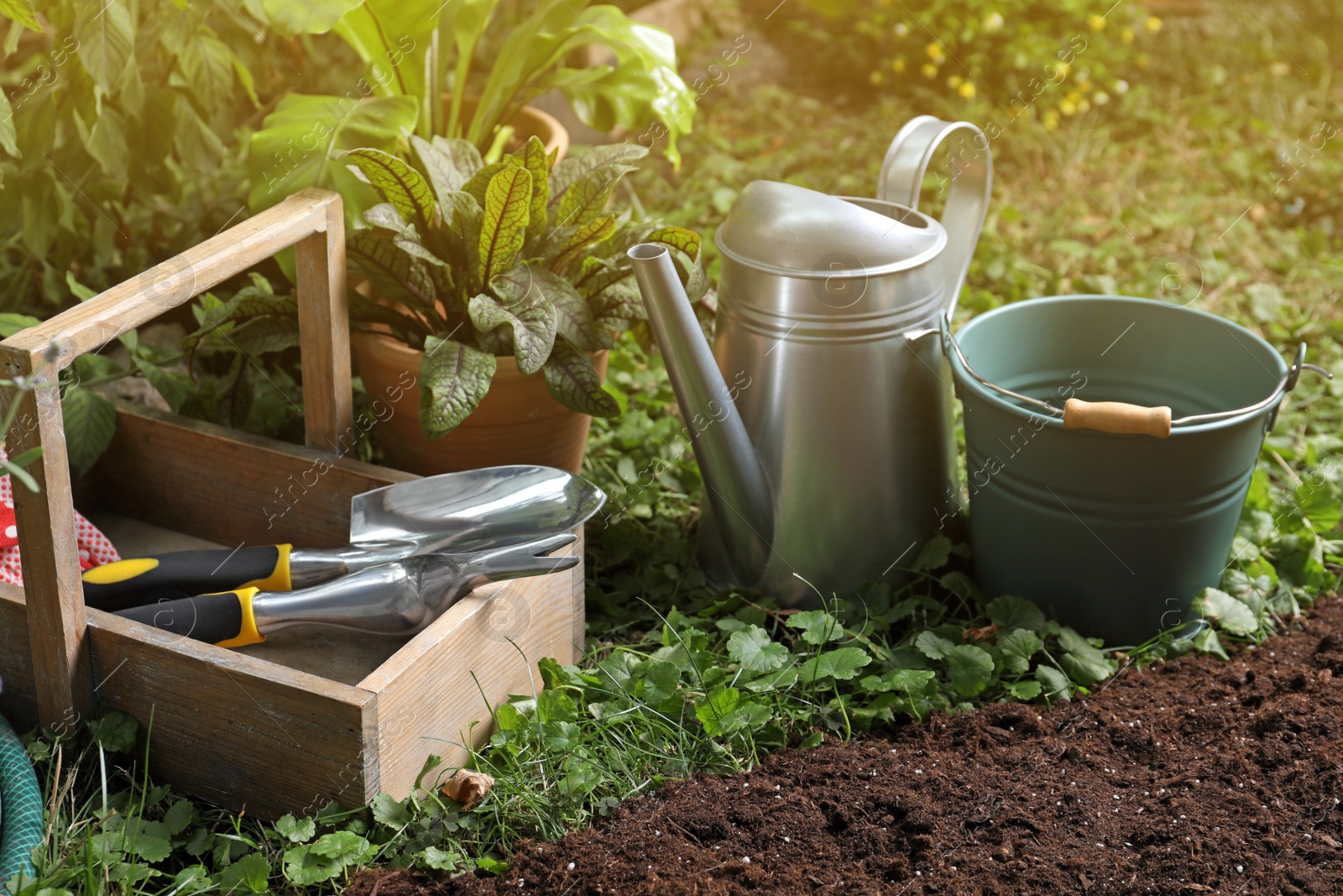 Photo of Beautiful plant and gardening tools on soil at backyard
