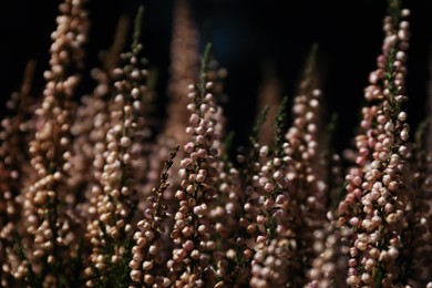 Photo of Heather twigs with beautiful flowers on dark background, closeup