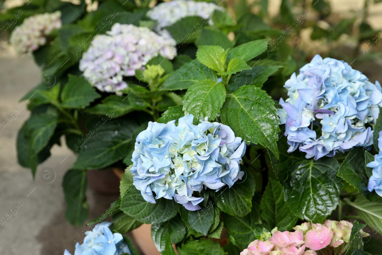 Photo of Hortensia plant with beautiful flowers outdoors, closeup