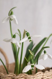 Photo of Beautiful snowdrops in wicker basket against light grey background, closeup