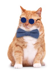 Image of Adorable red cat with bow tie and stylish sunglasses on white background