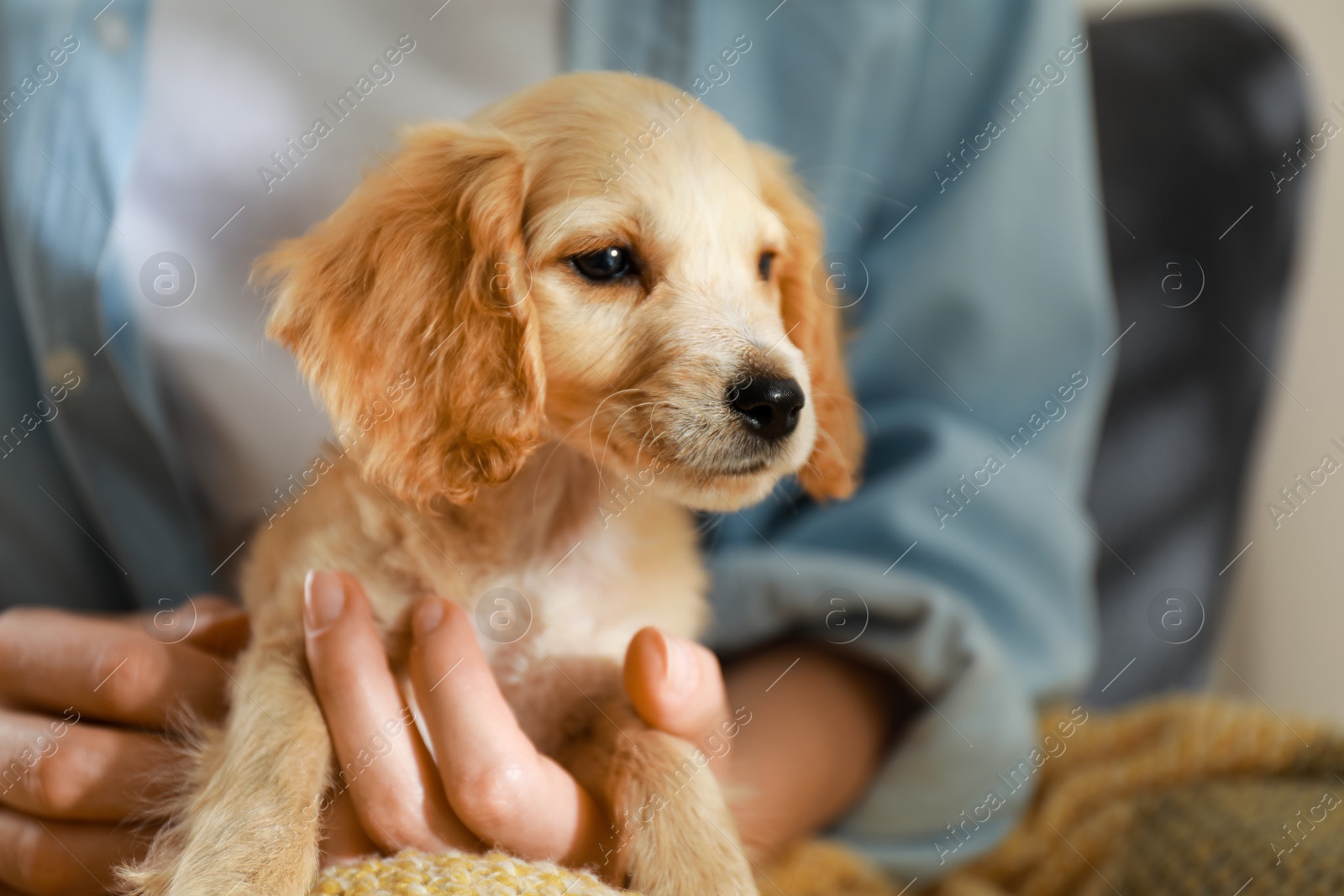 Photo of Owner with cute English Cocker Spaniel puppy, closeup