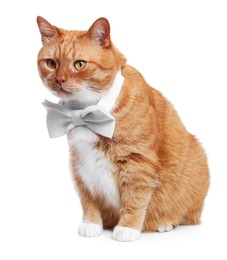 Photo of Cute cat with bow tie on white background
