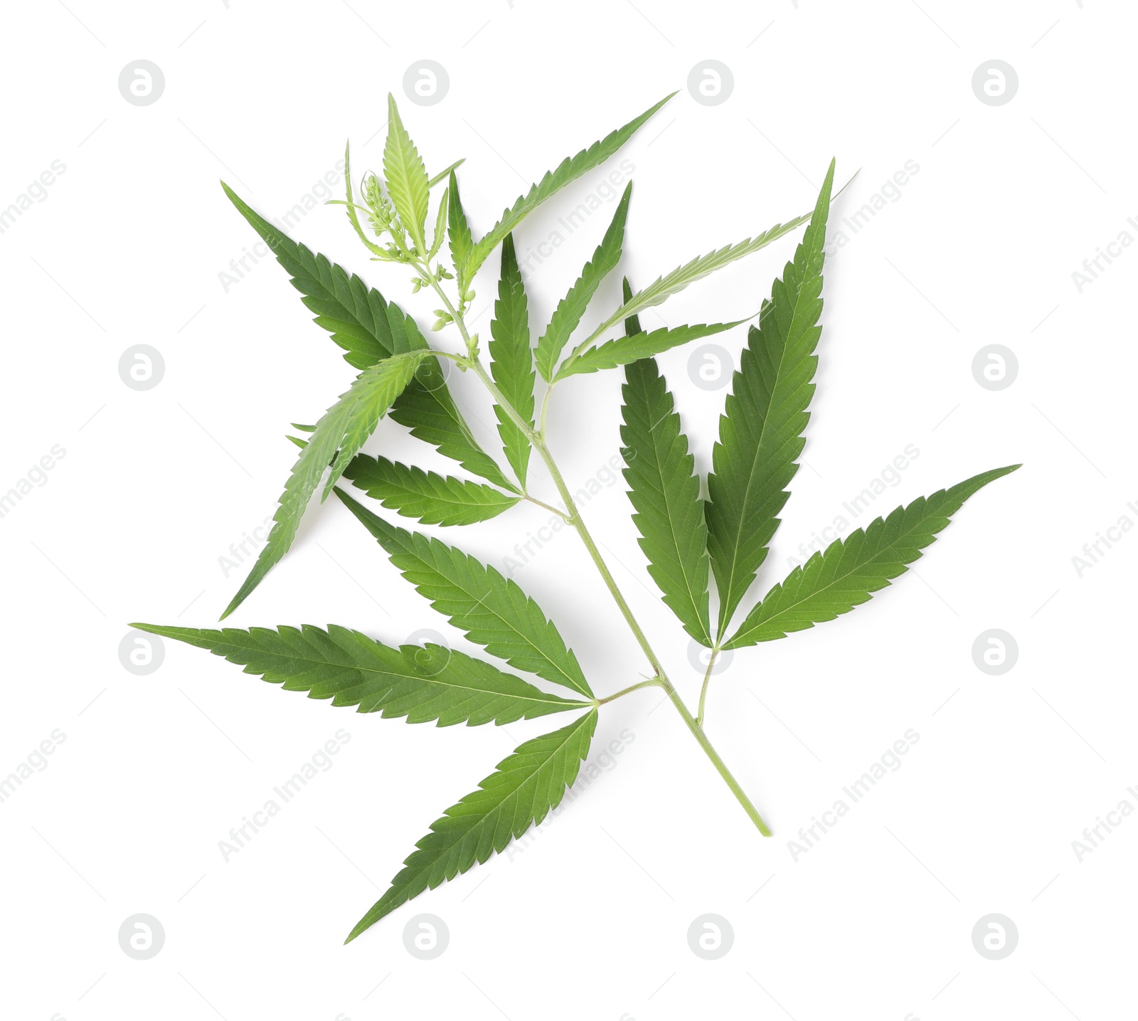 Photo of Fresh green hemp leaves on white background, top view