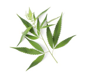 Fresh green hemp leaves on white background, top view