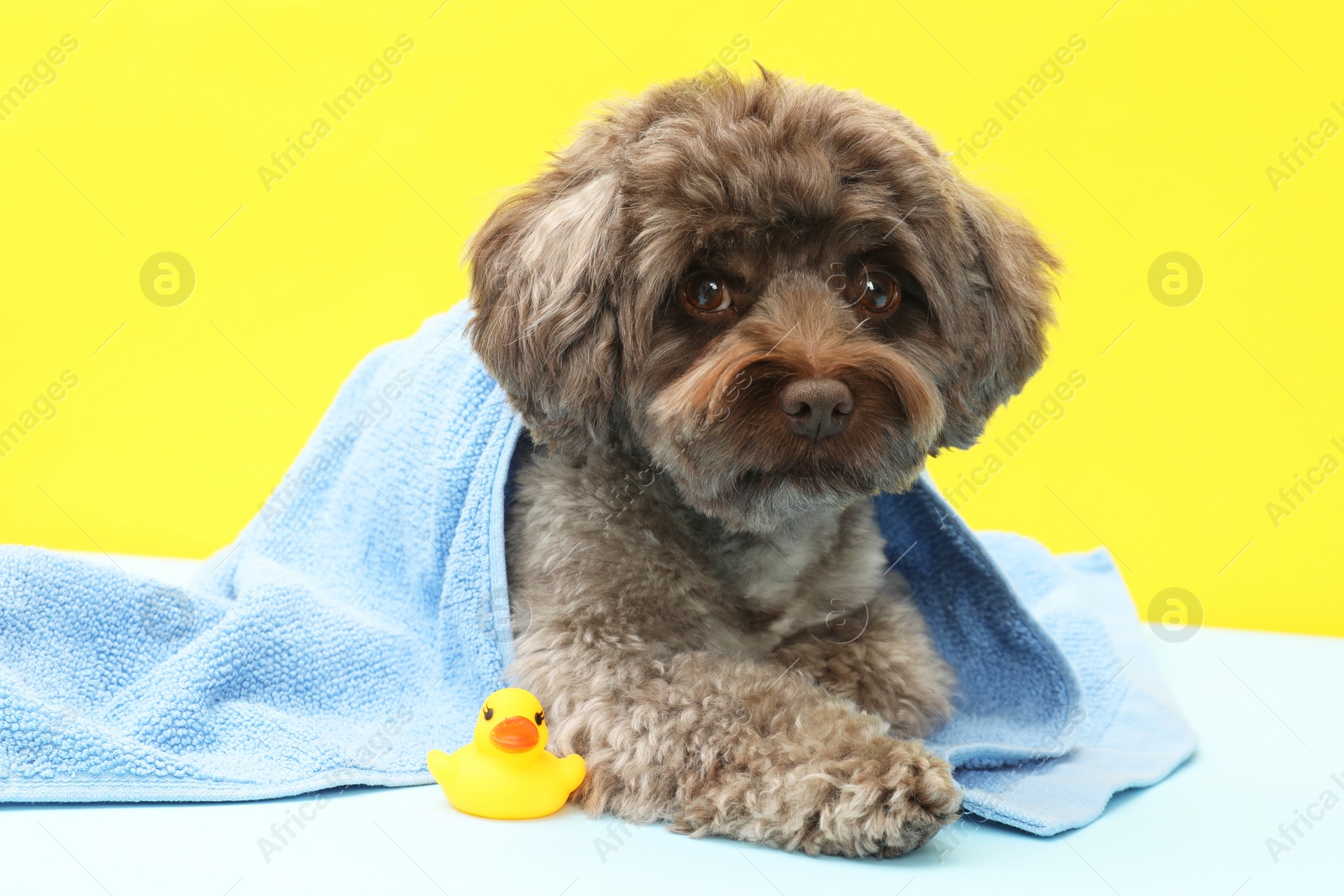 Photo of Cute Maltipoo dog wrapped in towel and bath duck on yellow background. Lovely pet