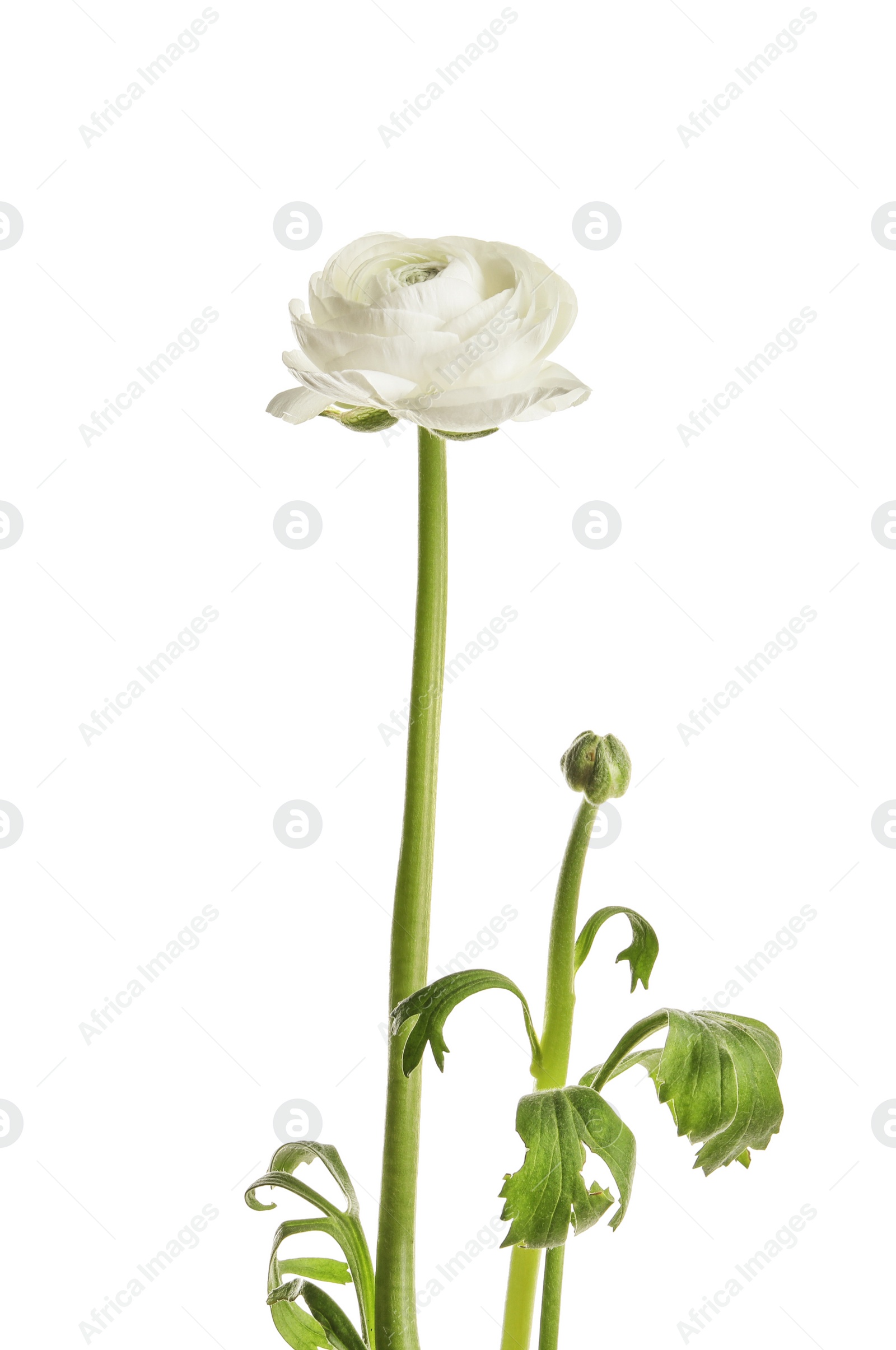 Photo of Beautiful ranunculus flower on white background